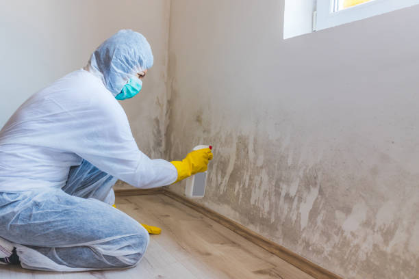 Licensed Mold Remediation service in Smithfield, NC - 24 Hour Mold Removal