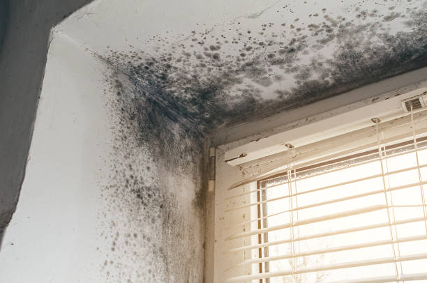 Affordable Mold Remediation solutions in Smithfield, NC